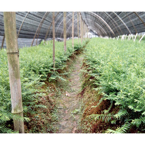 云南三角枫苗圃/三角枫批发种植基地
