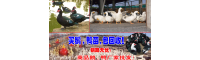 鹅苗批发_鹅苗多少钱一只?