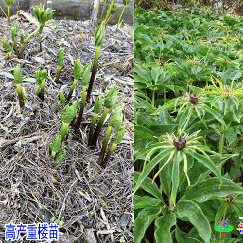 多芽重楼苗★云南矮杆重楼种苗基地★基地_种植技术