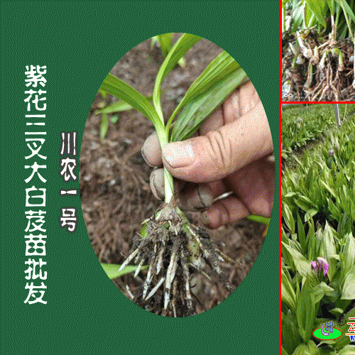 矮杆多芽重楼苗_七叶一枝花种苗
