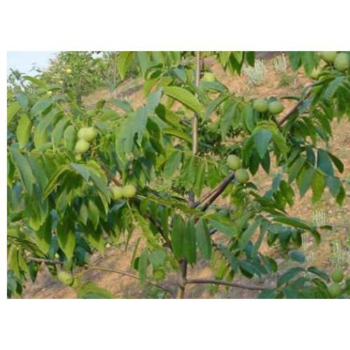核桃苗大概怎样种植_云南核桃苗几年结果