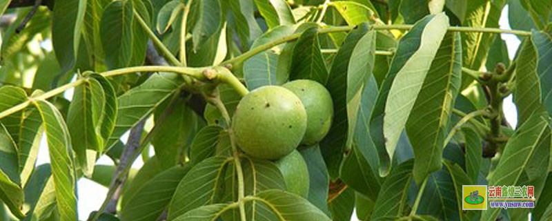 核桃苗怎样种植