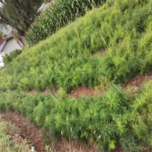 云南哪里有天门冬种苗销售&产地天门冬药材信息