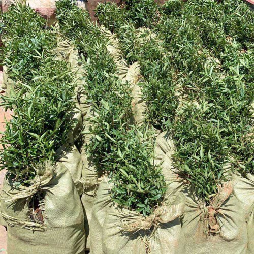 油叶花椒_花椒产地主要在哪些地方？毛叶花椒