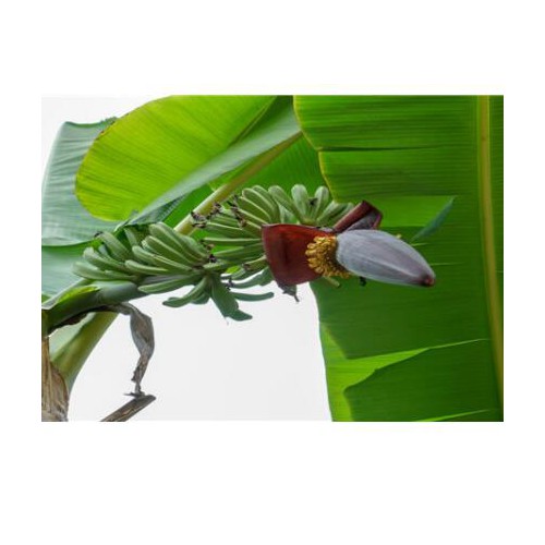芭蕉树成什么样子?云南芭蕉树种植赚钱吗?