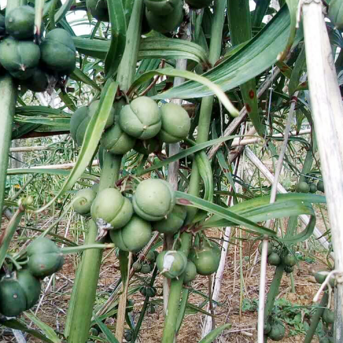 2020年种植赚钱吗？ 鲜黄精现在多少钱一斤？