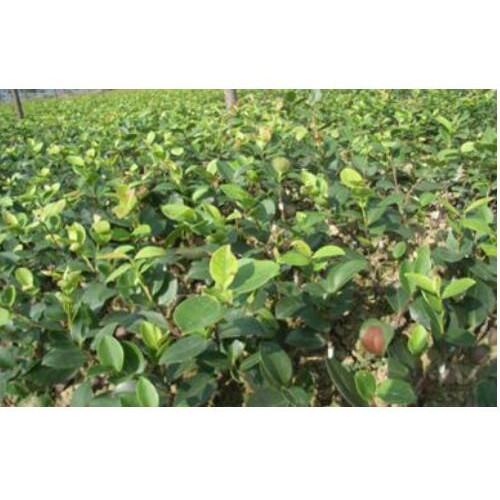油茶苗多少钱一株？4年的油茶苗多少钱一棵