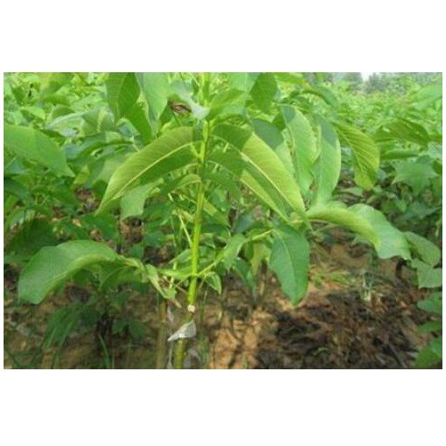 3年核桃苗多少钱一株？薄皮核桃苗多少钱一株？