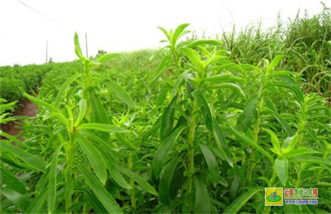 甜叶菊移栽及田间管理