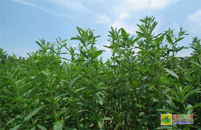 甜叶菊移栽及田间管理