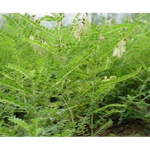 黄芪庭院种植10种常见花卉？种植药材有哪些品种