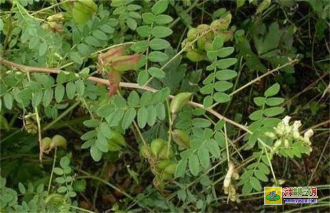 黄芪种植中常见的问题