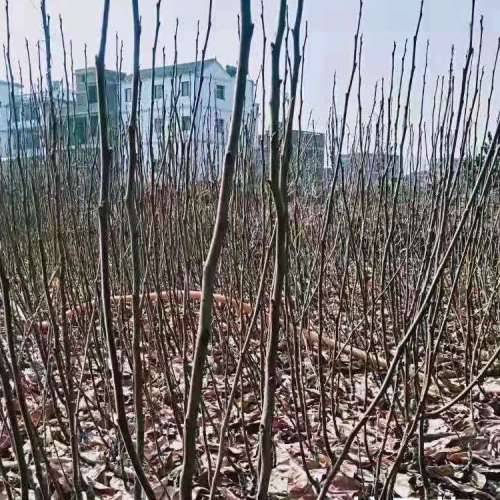 昭通冰糖心苹果是成什么样?冰糖心苹果产地哪里多些?