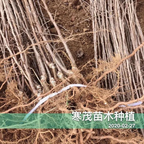弱刺云南花椒苗*价格多少钱一棵?一亩地需要多少?