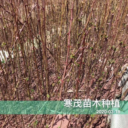 现在花椒苗价钱怎么样?多少钱一棵?云南哪些地区种植?一亩栽多少棵?