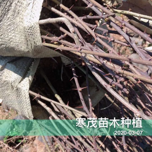 云南干花椒价格*一般多少钱一斤？种植50亩需要投资多少钱？