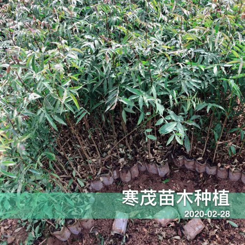 2020贵州云南广西\青花椒价格最新行情如何？