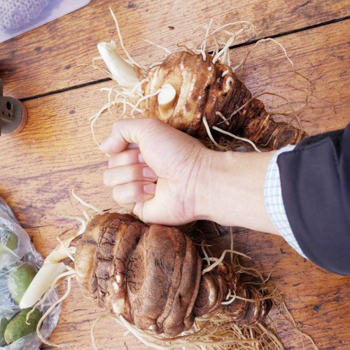 重楼种子*什么时候播种好？滇重楼种植技术几大关键要点收藏好！