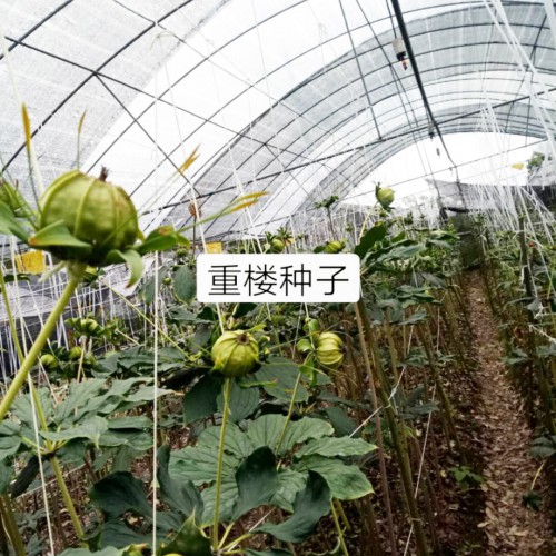 重楼（七叶一枝花）*的种植技术及病虫害防治方法介绍！
