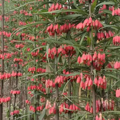 鲜黄精现在多少钱一斤？2020年种植黄精前景