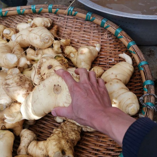 种植一亩黄精投资成本在多少？种植前景如何？