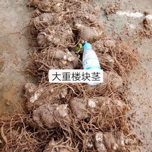 云南省下半年有潜力的药材品种介绍_重楼苗圃值得参考