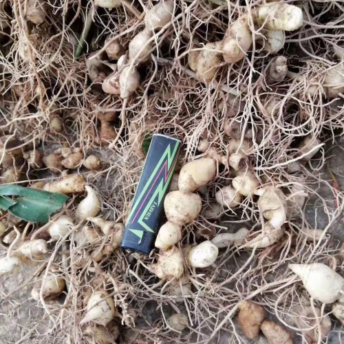 昆明哪里批发黄精苗？螺蛳湾多花黄精苗