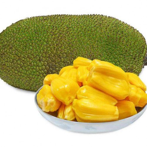 菠萝蜜实生苗_嫁接苗菠萝蜜的区别