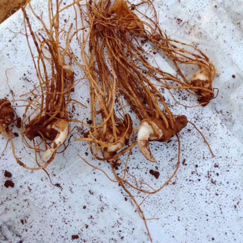 保持重楼种植土壤水分在30-40%范围内*重楼苗培育基地图片