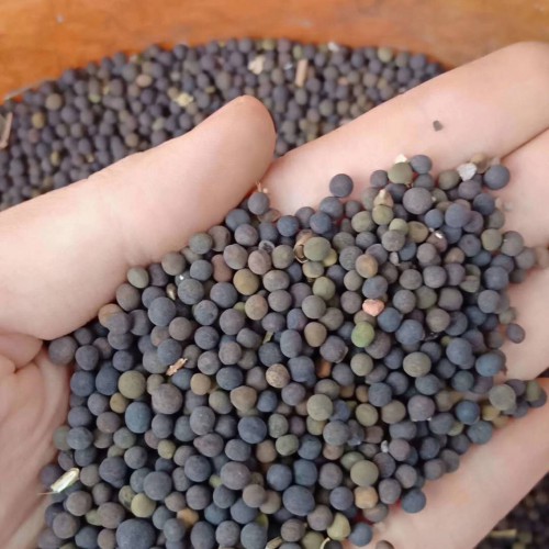魔芋用什么肥?种芋消费方法