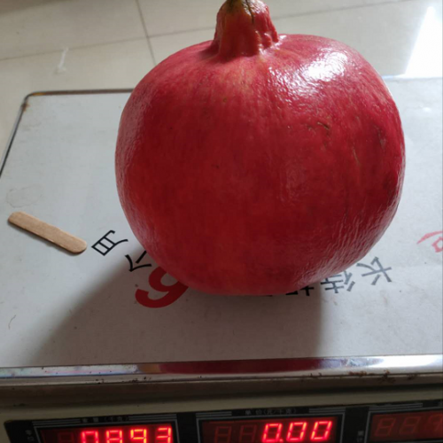 软籽、黑子石榴树苗的种植方法是什么？价格是多少钱一棵？