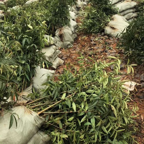 花椒苗价格表九叶青价格表*大红袍价格表，贡椒苗价格表