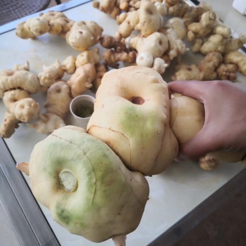 哪里有卖湖南黄精种苗 湖南黄精苗一棵多少钱