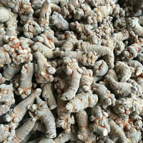 哪里有卖三七种苗 三七种苗一棵多少钱