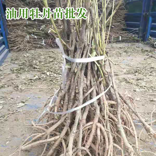 哪里有卖油牡丹种苗 油牡丹种苗一棵多少钱