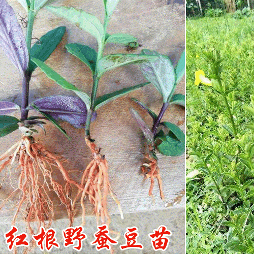 哪里有卖红根野蚕豆 红根野蚕豆一棵多少钱