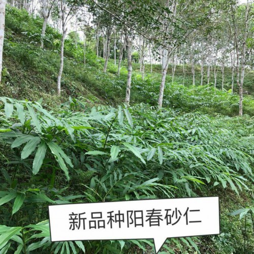 哪里有卖砂仁苗 砂仁苗一棵多少钱