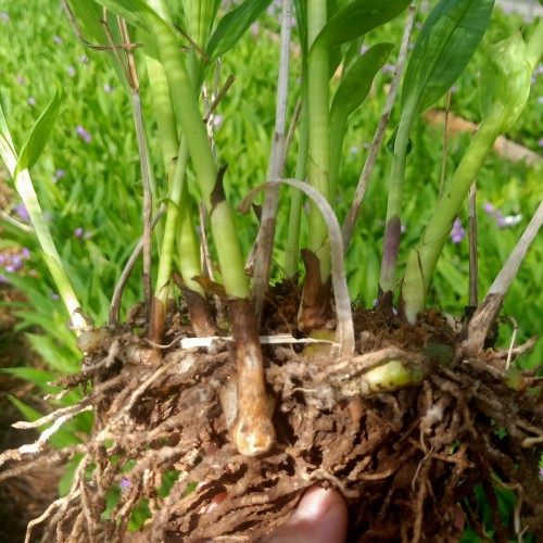 陕西紫花白芨苗|小白芨植株高15-50厘米价格