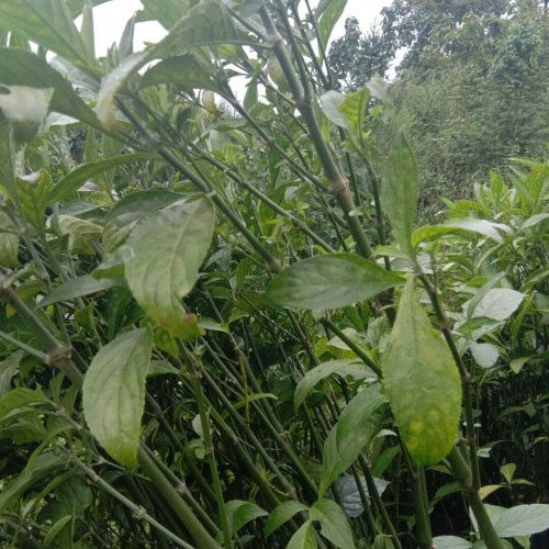 2020年南板南根多少钱一斤？南板南根种植前景