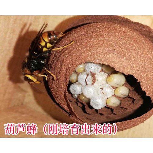 科学养殖胡蜂技术路线