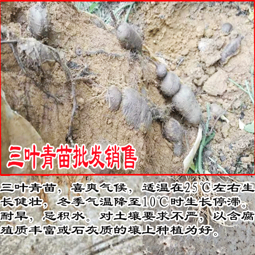 2020年三叶青多少钱一斤？三叶青种植前景