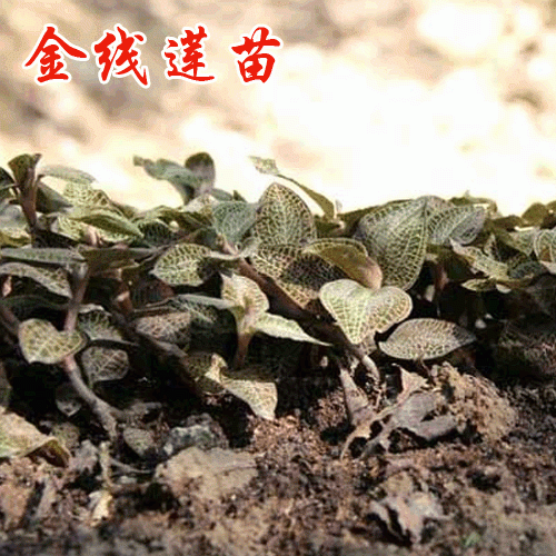 [2020-04-23]哪里有卖金线莲 金线莲一斤多少钱 附各地金线莲新价格表
