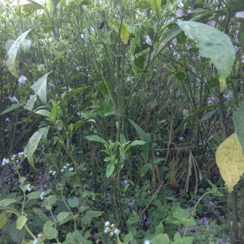 2020年板蓝根多少钱一斤？板蓝根种植前景