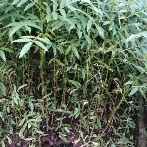 哪里有卖九叶青花椒苗 九叶青花椒苗一株多少钱 附各地九叶青花椒苗新价格表