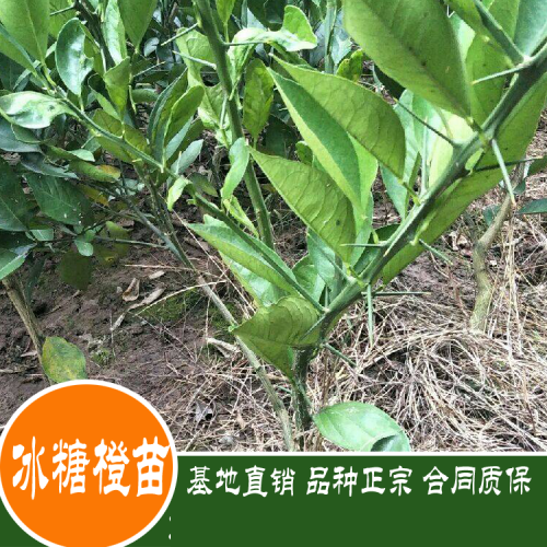 [冰糖橙树苗]云南楚雄彝族自治州双柏县5元/株