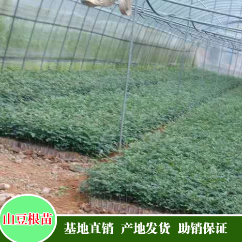这样种植苦参才能赚钱
