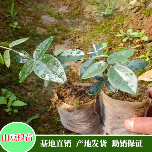 苦参价格_种苦参赚钱种植前景及市场价格行情如何？
