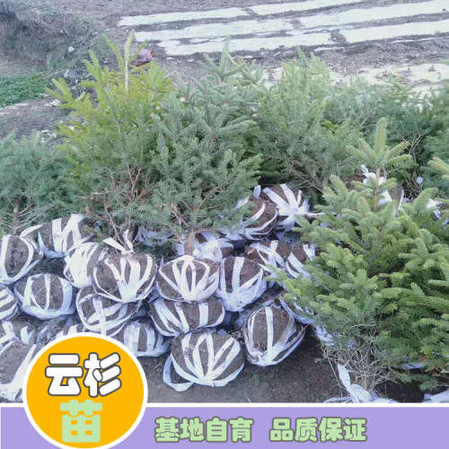 适合云南种植的云杉_云杉又叫粗枝云杉、大果云杉、粗皮云杉