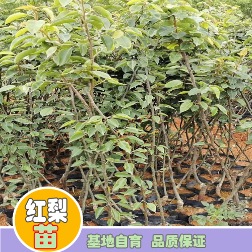 红梨苗_红梨苗的价格_云南哪里有红梨苗卖?