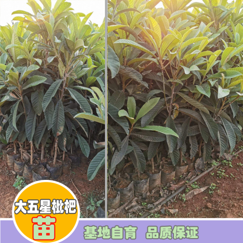 20202枇杷苗价格多少钱一棵？